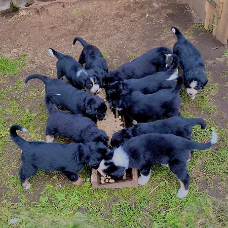 Apartamento Panorama Im Schwarzwald Sankt Märgen