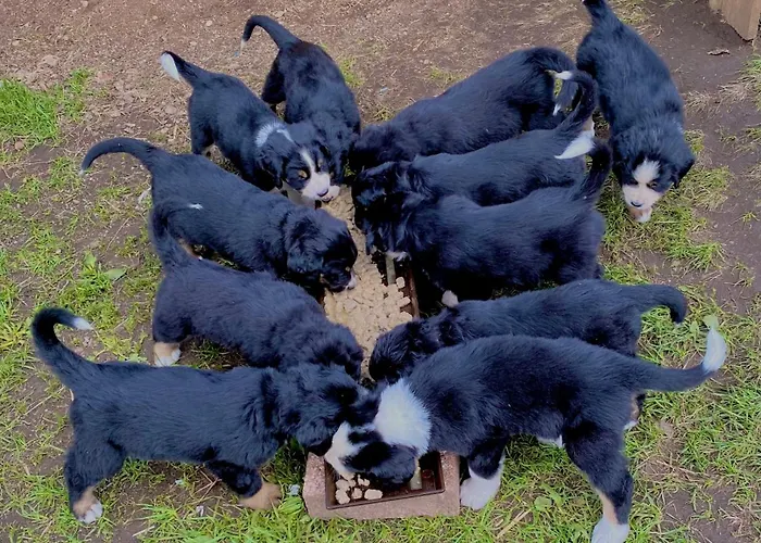 Appartement Panorama Im Schwarzwald Sankt Märgen