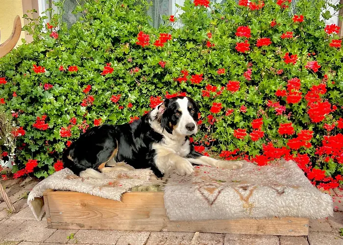 Panorama Im Schwarzwald Appartement Sankt Märgen